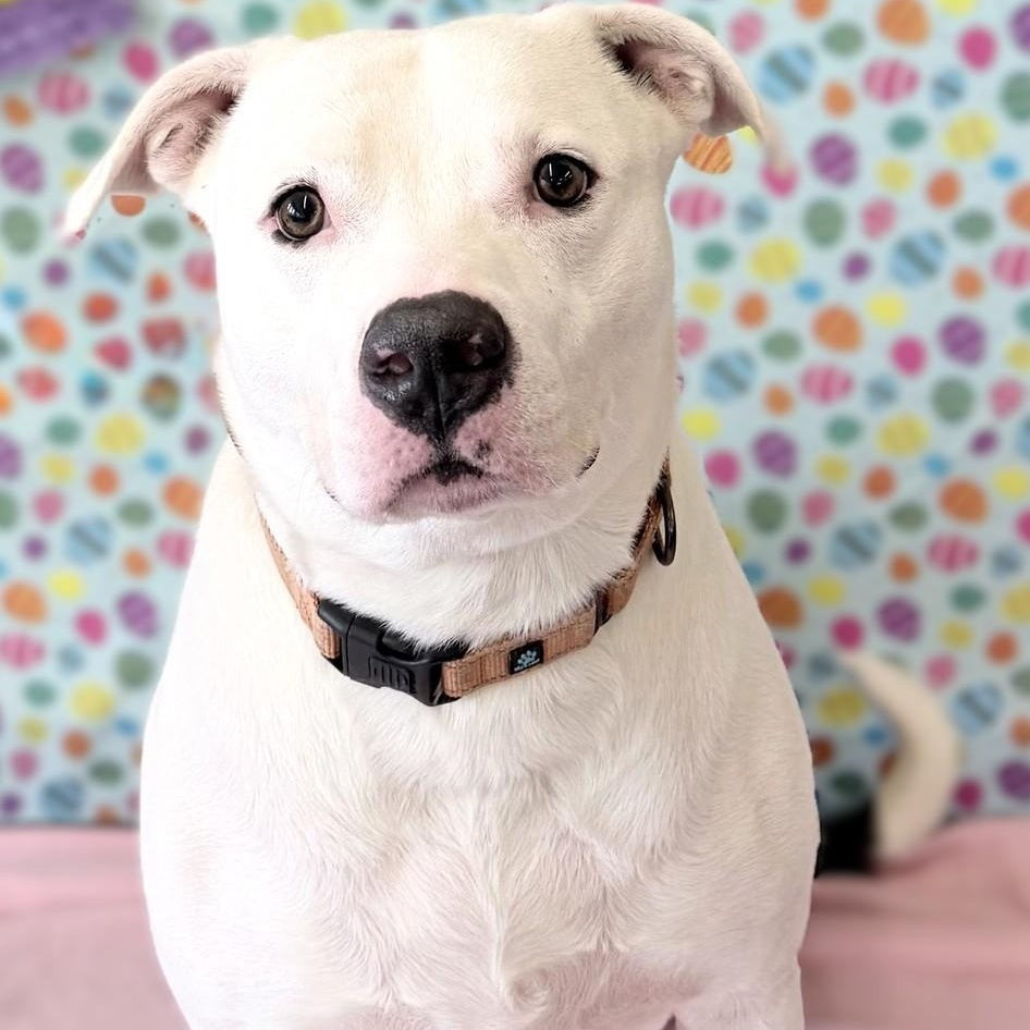 Dozer, Adoptable, Adult Male American Bulldog.
