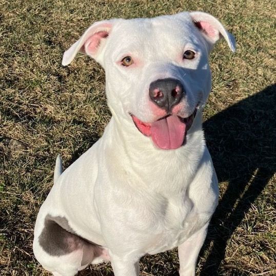 Dozer, Adoptable, Adult Male American Bulldog.