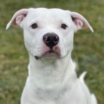 Dozer, a Adoptable American Bulldog in Belmont, NY image 4/6