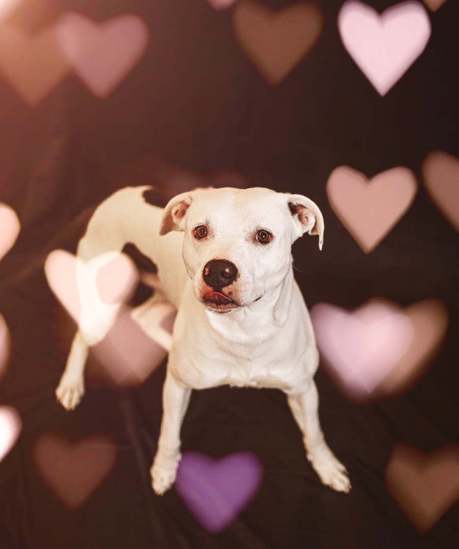 Dozer, a Adoptable American Bulldog in Belmont, NY image 5/6