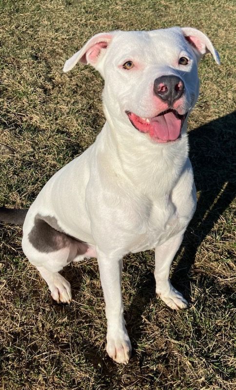 Dozer, a Adoptable American Bulldog in Belmont, NY image 6/6