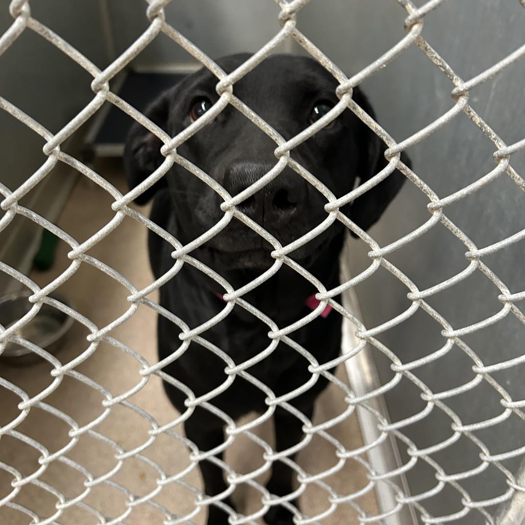 Enlarge Xena, a Adoptable mixed breed in Ardmore, OK image 1/1