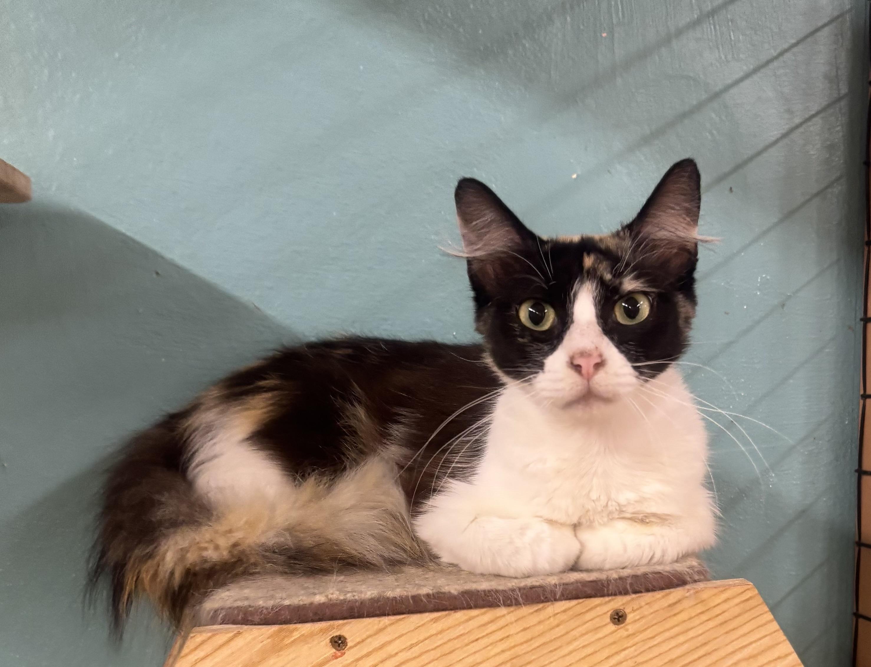 Ginger, Adoptable, Adult Female Dilute Calico.