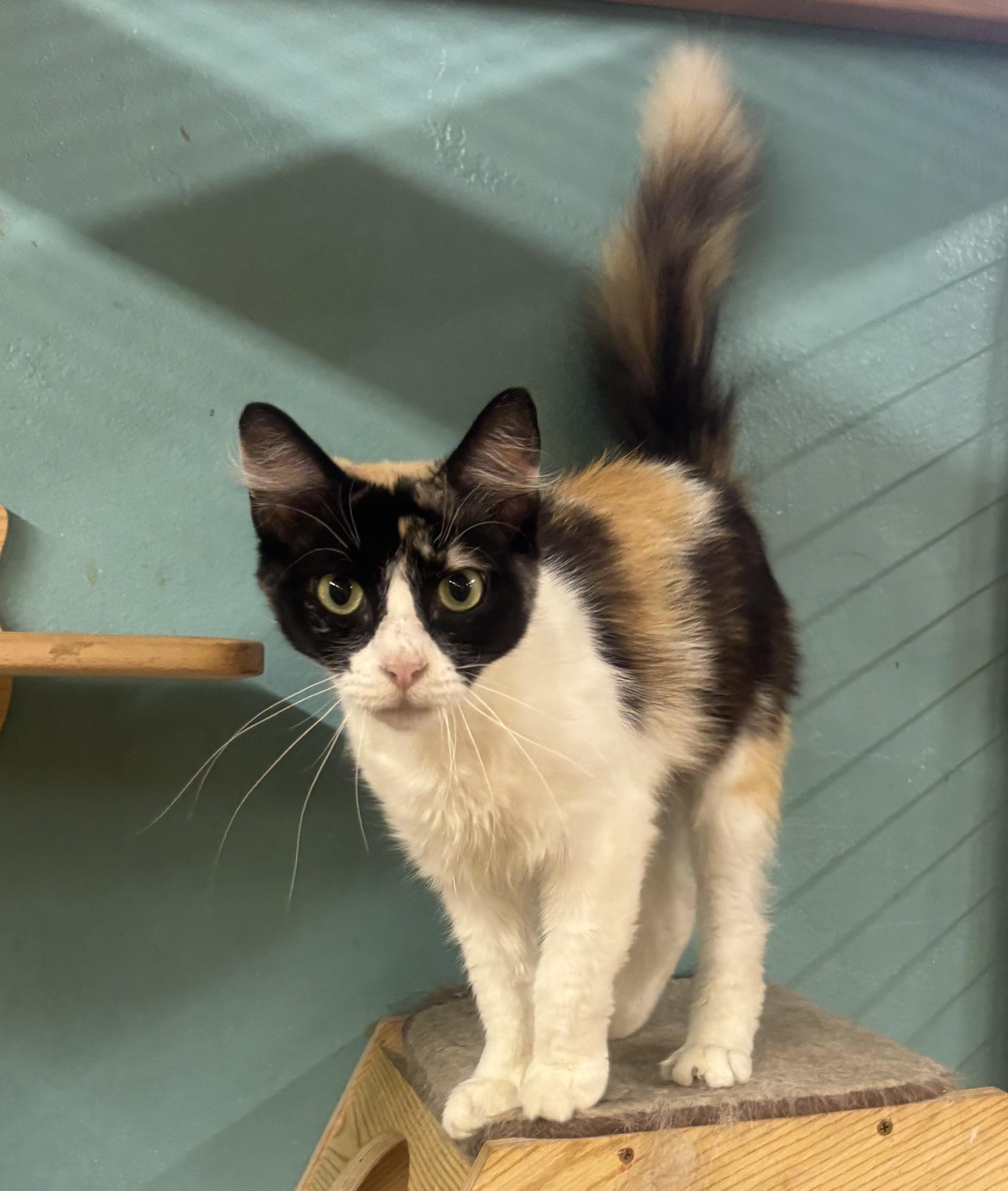 Enlarge Ginger, a Adoptable Dilute Calico in Whittier, CA image 4/5