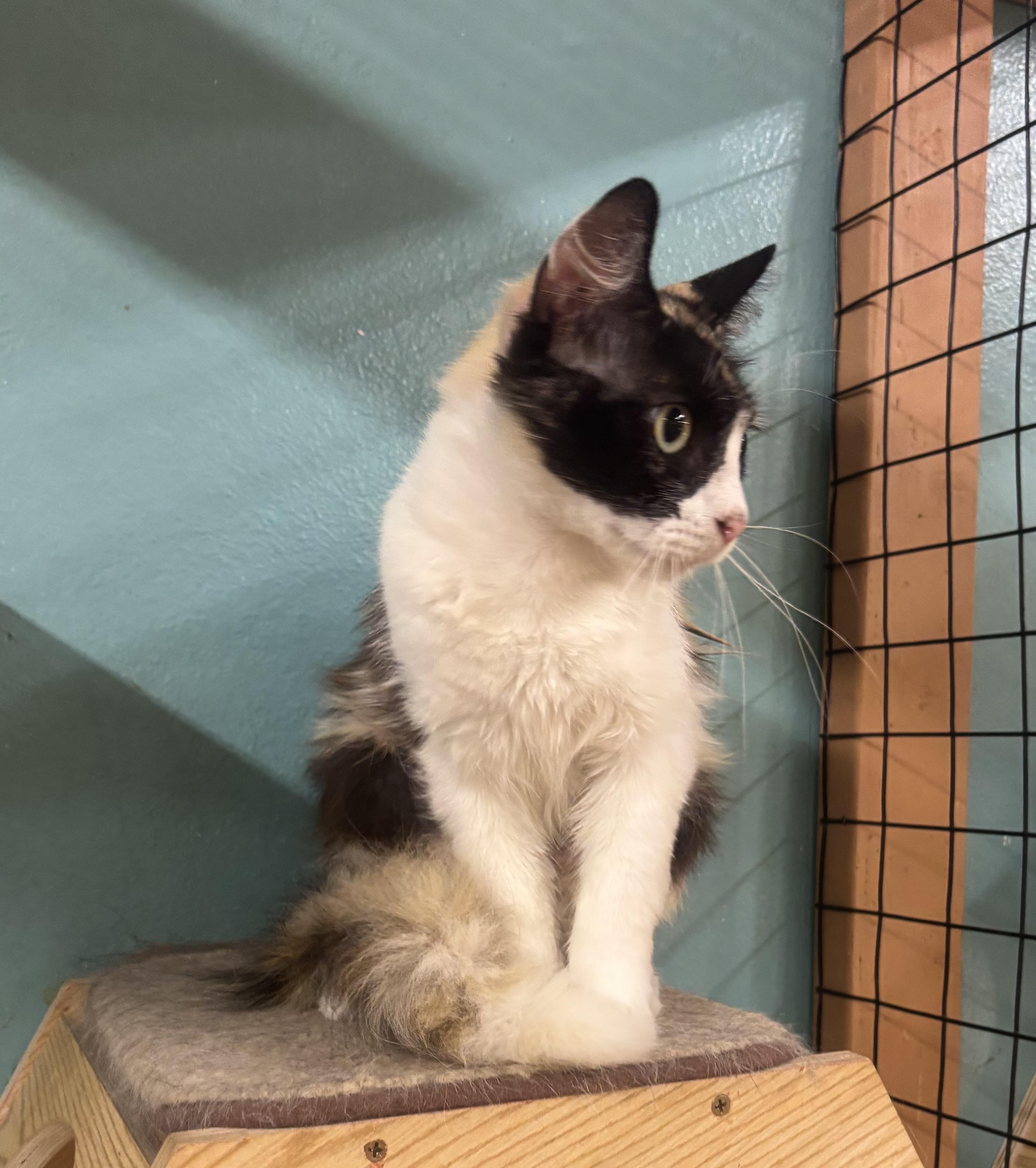 Enlarge Ginger, a Adoptable Dilute Calico in Whittier, CA image 5/5