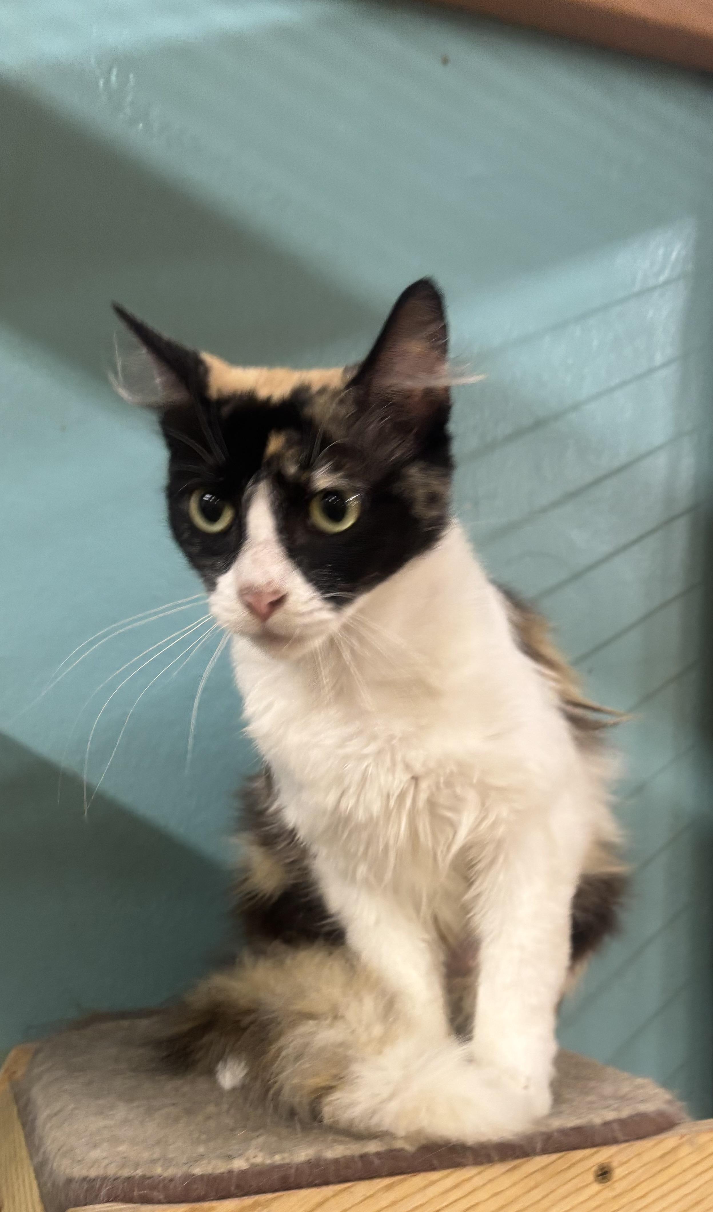 Enlarge Ginger, a Adoptable Dilute Calico in Whittier, CA image 3/5