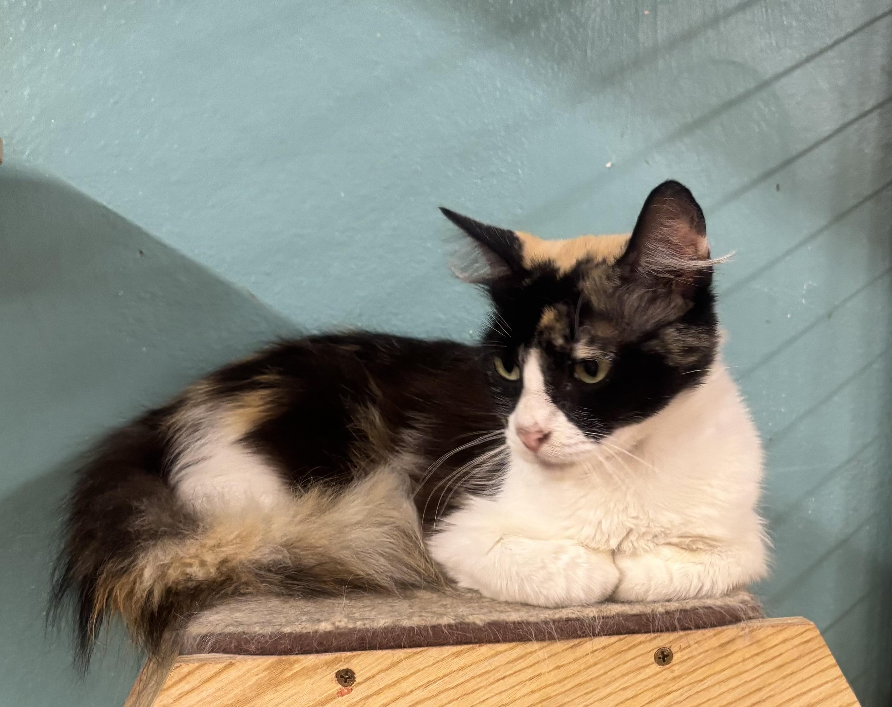 Enlarge Ginger, a Adoptable Dilute Calico in Whittier, CA image 2/5