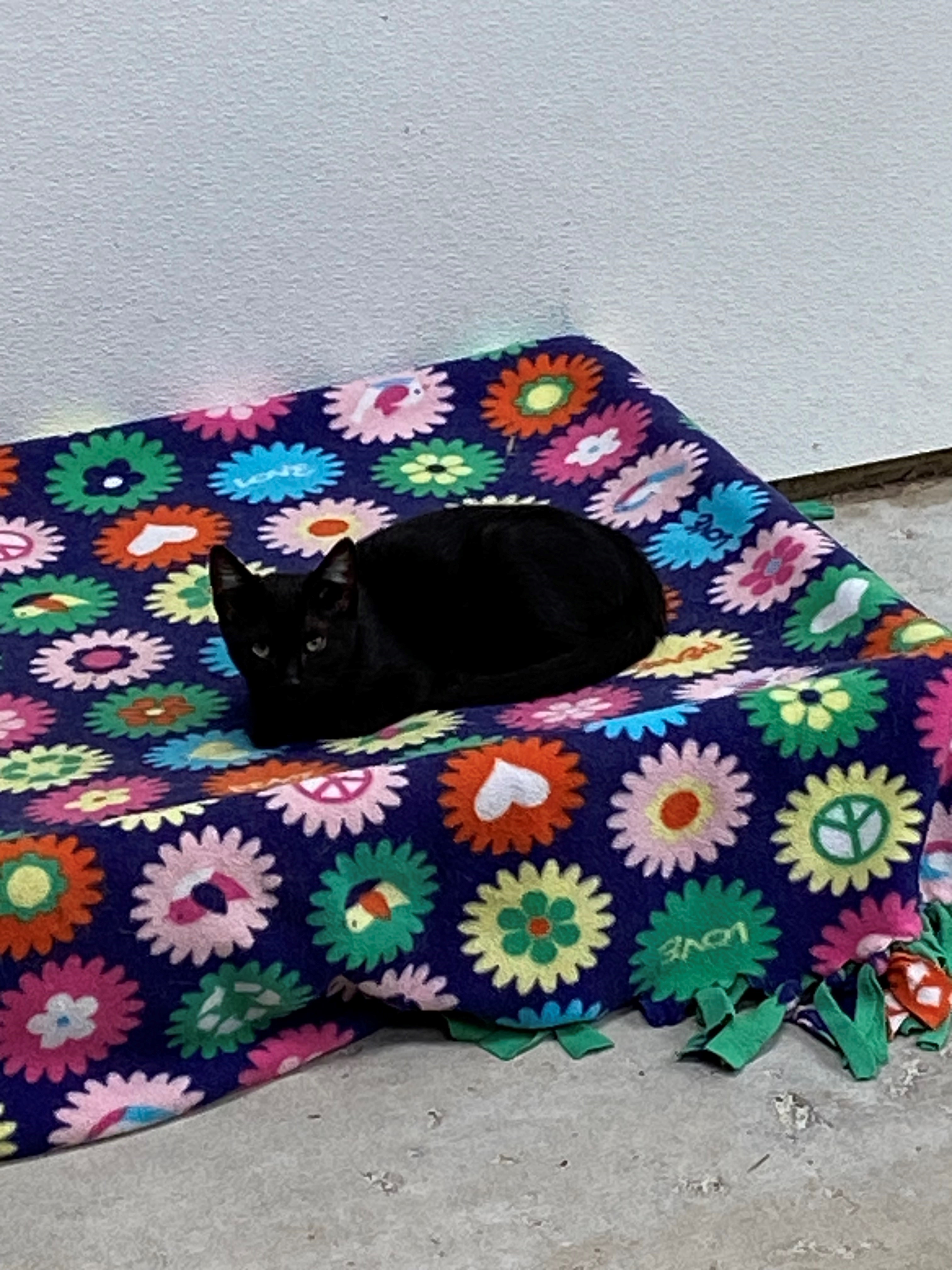 Cat for adoption Cole, a Tabby in Quilcene, WA Petfinder