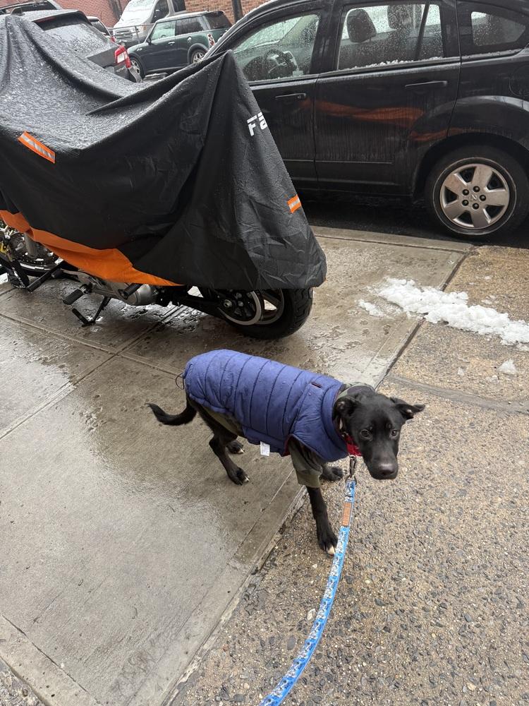 Enlarge Tesoro, a Adoptable mixed breed in New York, NY image 1/4