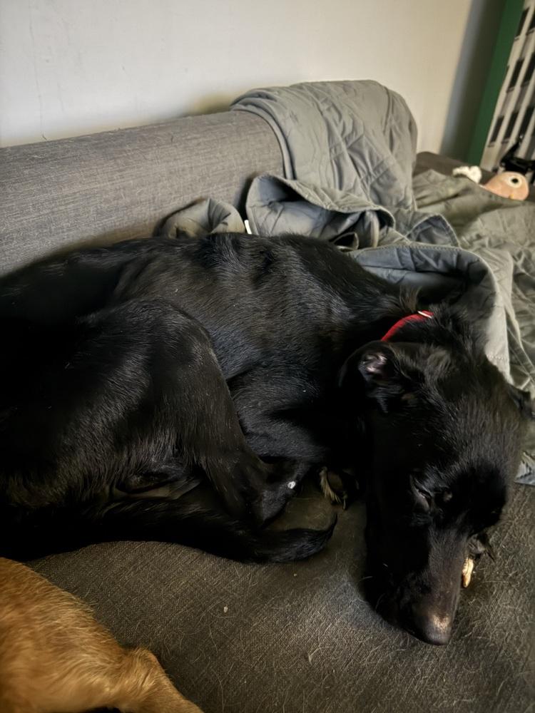 Enlarge Tesoro, a Adoptable mixed breed in New York, NY image 2/4