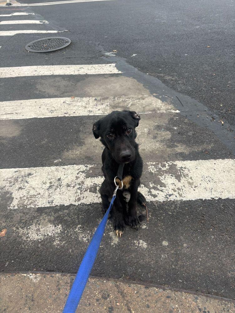 Enlarge Tesoro, a Adoptable mixed breed in New York, NY image 4/4