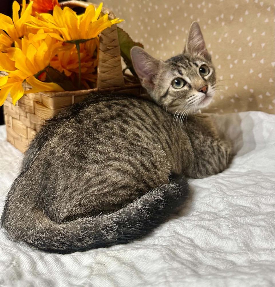 Riff Raff, Adoptable, Kitten Male Domestic Short Hair.