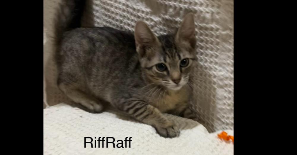 Enlarge Riff Raff, a Adoptable mixed breed in Groveland, MA image 2/3