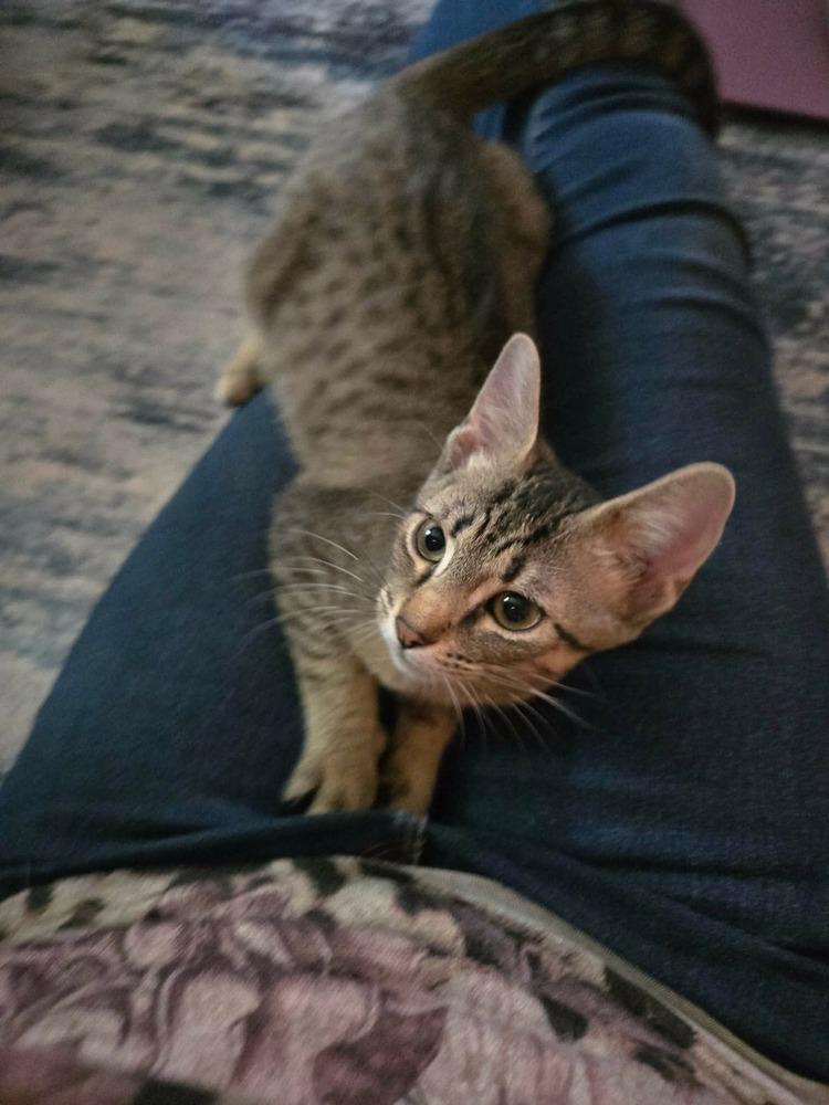 Enlarge Riff Raff, a Adoptable mixed breed in Groveland, MA image 3/3