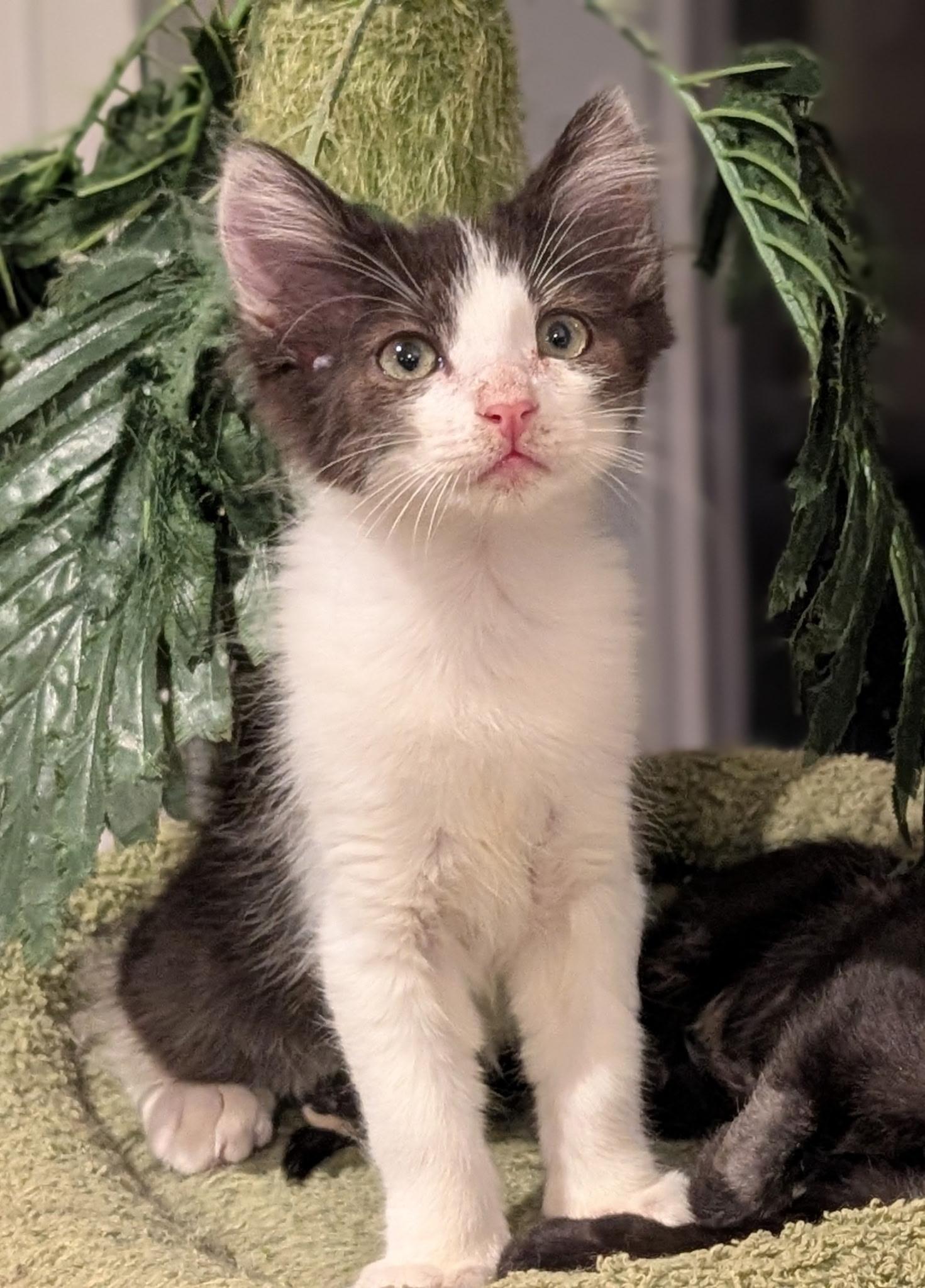 Enlarge Kevin, an adopted Domestic Medium Hair in Redwood City, CA image 2/4