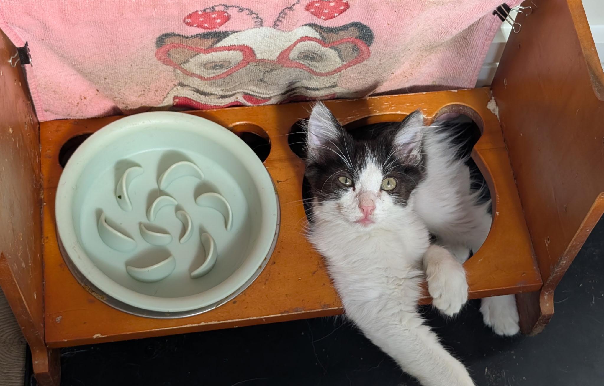 Enlarge Kevin, an adopted Domestic Medium Hair in Redwood City, CA image 3/4