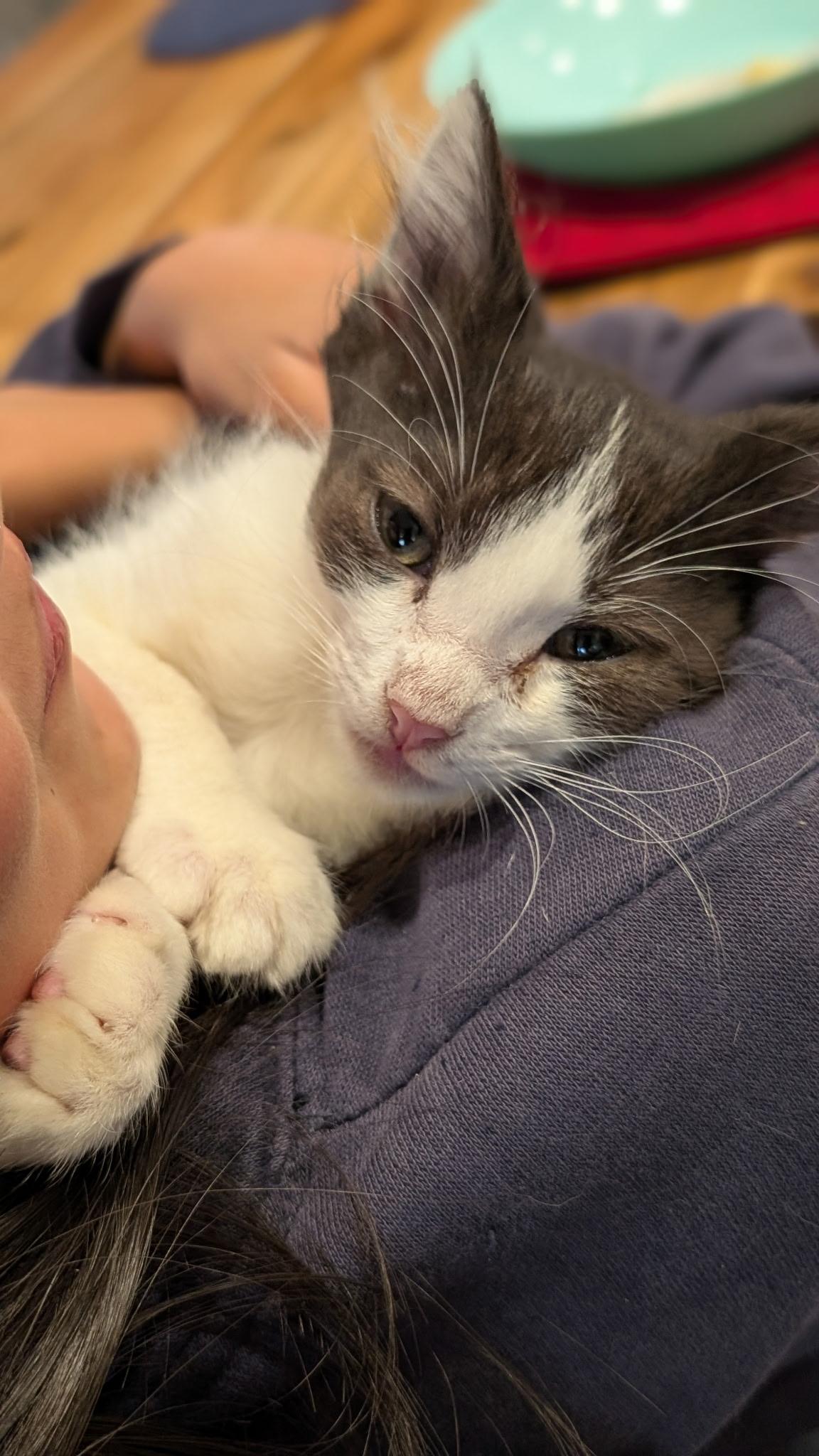 Enlarge Kevin, an adopted Domestic Medium Hair in Redwood City, CA image 4/4