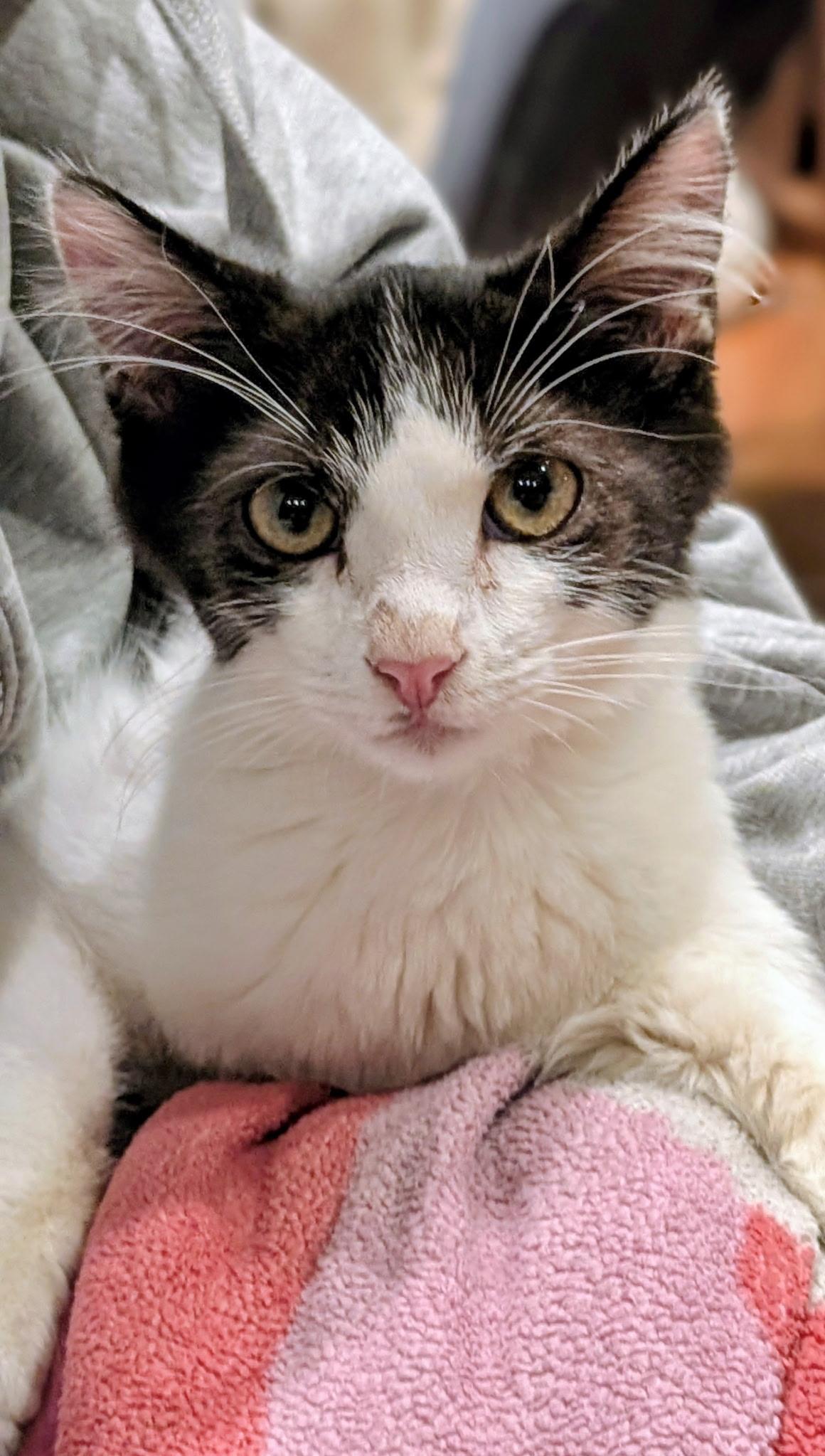 Kevin, adopted, Young Male Domestic Medium Hair.