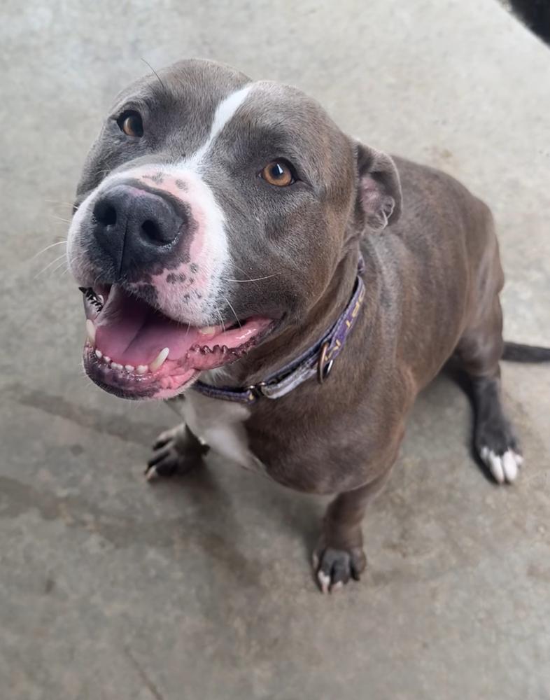 BLUE: $0 to Adopt + 1 yr FREE Heartworm Prevention, a Adoptable mixed breed in Rochester, IN image 1/6