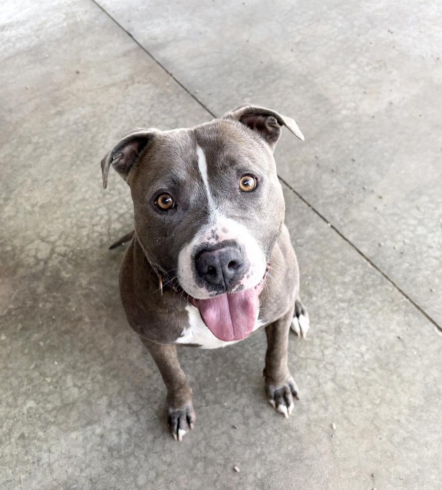 BLUE: $0 to Adopt + 1 yr FREE Heartworm Prevention, a Adoptable mixed breed in Rochester, IN image 2/6