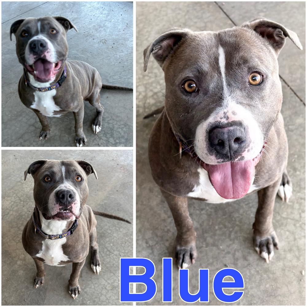 BLUE: $0 to Adopt + 1 yr FREE Heartworm Prevention, a Adoptable mixed breed in Rochester, IN image 3/6