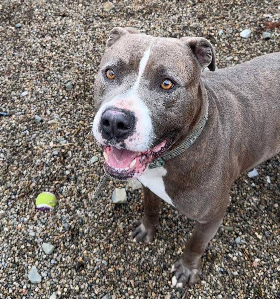 BLUE, Adoptable, Adult Male Pit Bull Terrier.
