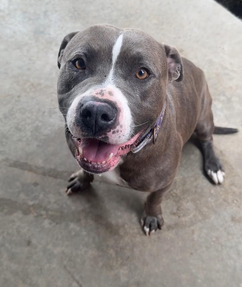 BLUE: $0 to Adopt + 1 yr FREE Heartworm Prevention, a Adoptable mixed breed in Rochester, IN image 5/6