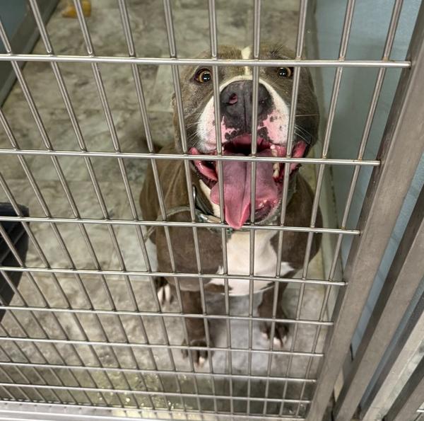 Enlarge BLUE, a Adoptable mixed breed in Rochester, IN image 2/2