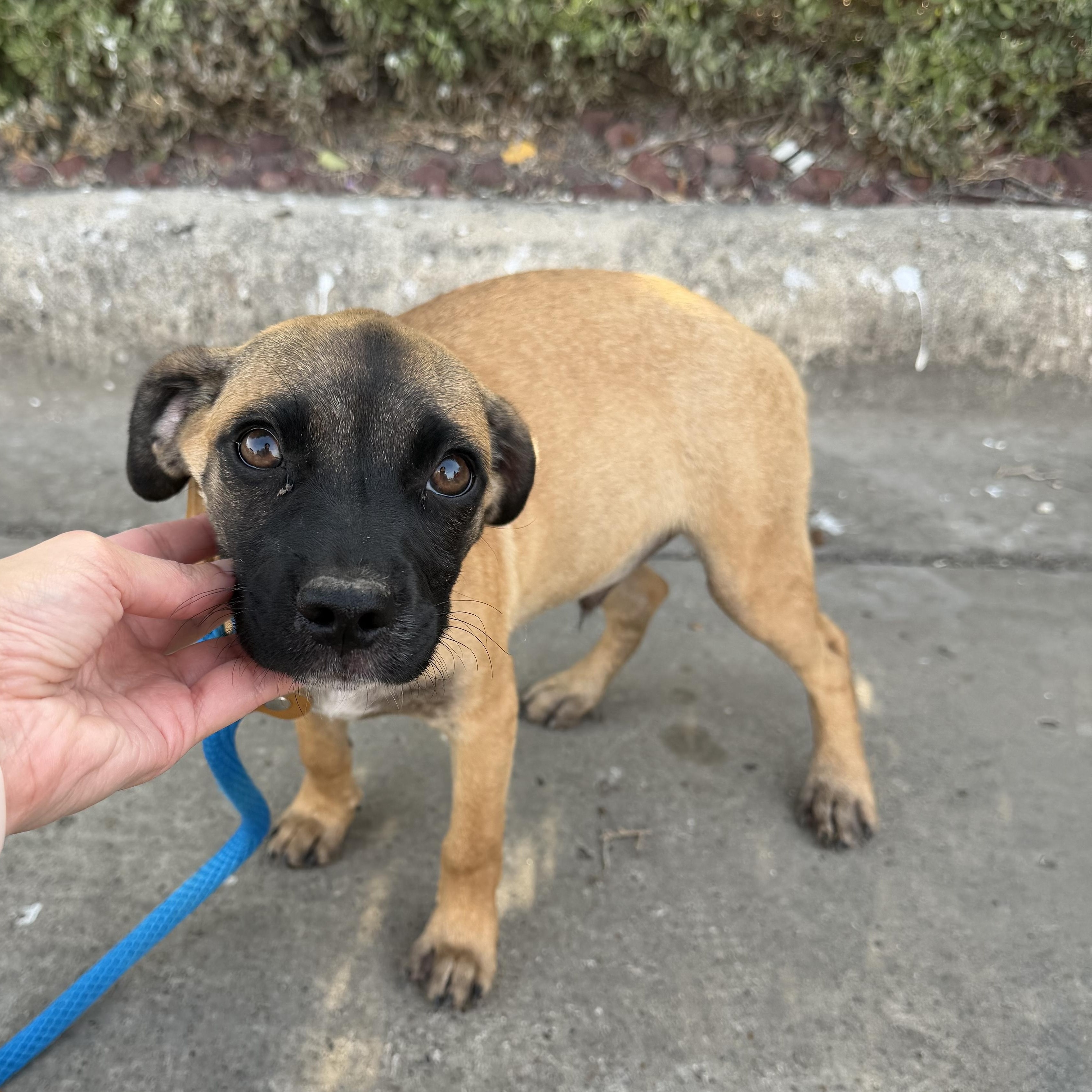 Clover, an adopted mixed breed in Philadelphia, PA image 2/3