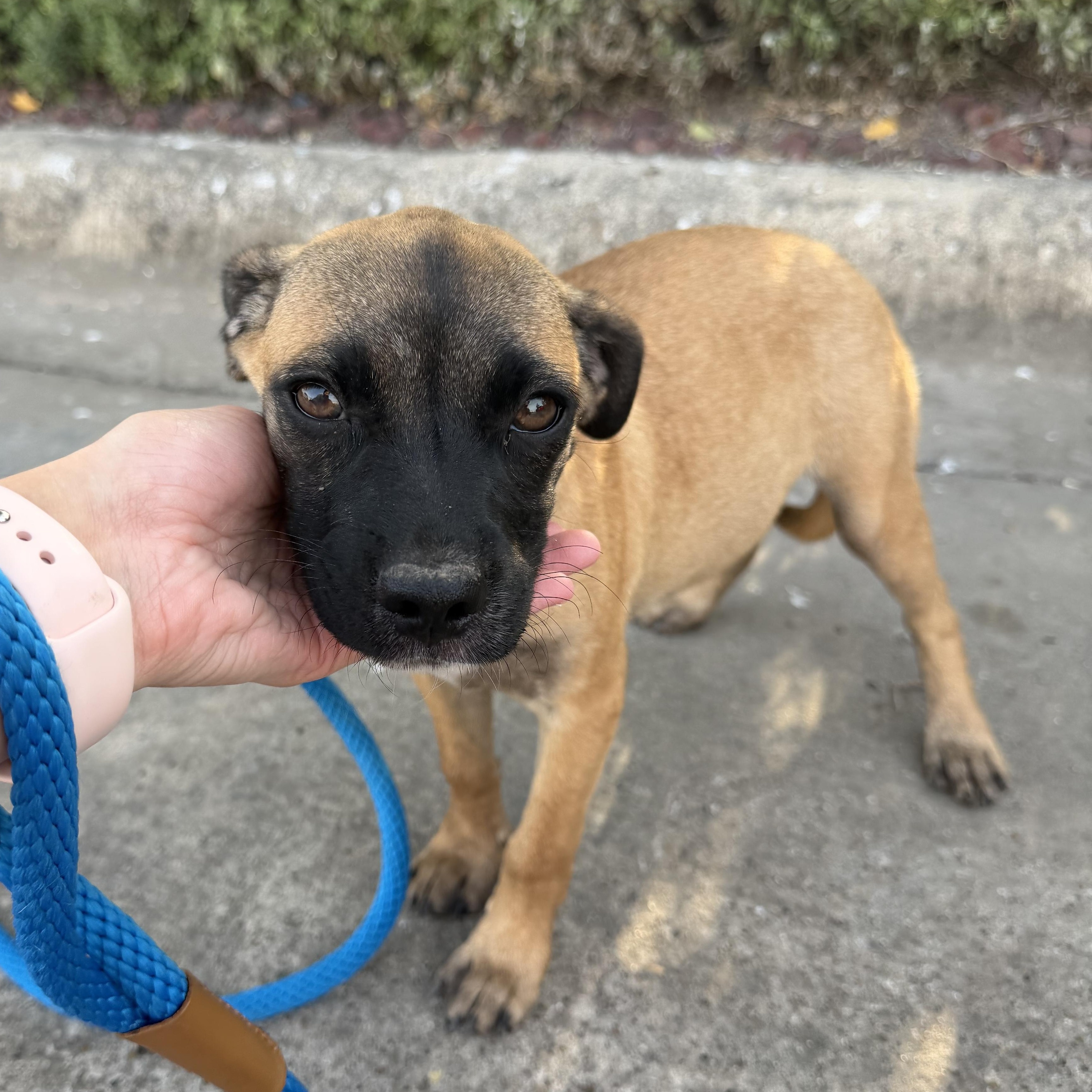 Clover, an adopted mixed breed in Philadelphia, PA image 3/3