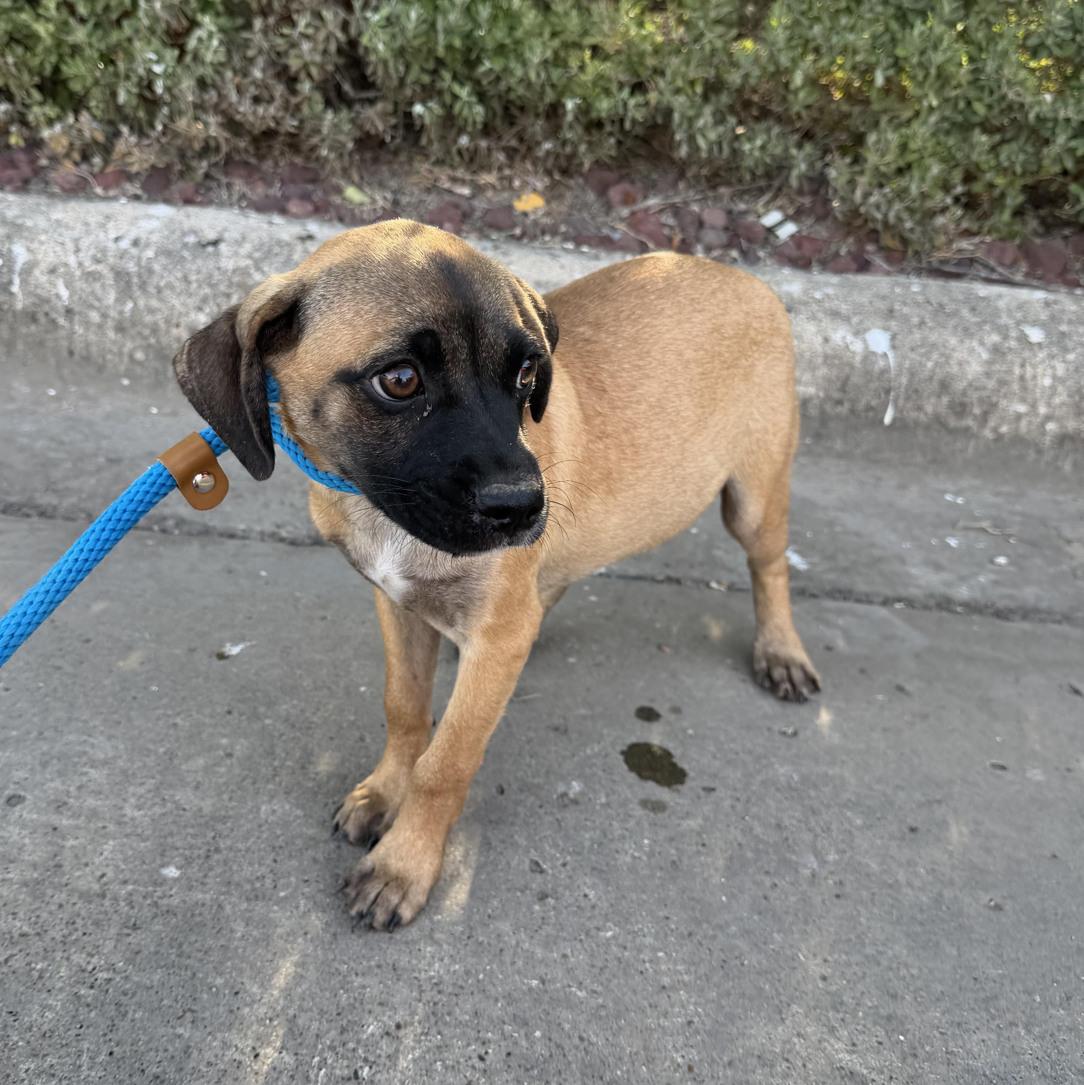 Clover, adopted, Puppy Male Pug & Chihuahua.
