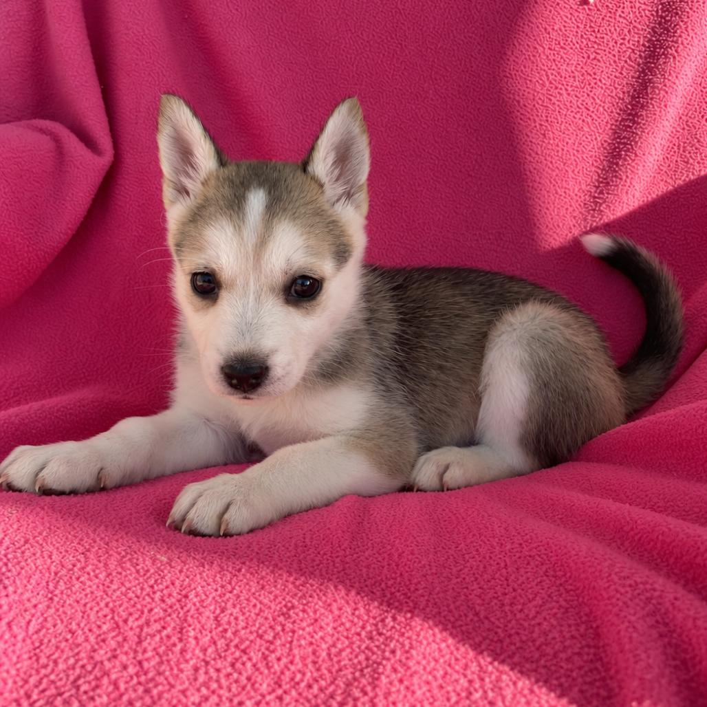 Smokey, Adoptable, Puppy Female Siberian Husky & German Shepherd Dog.
