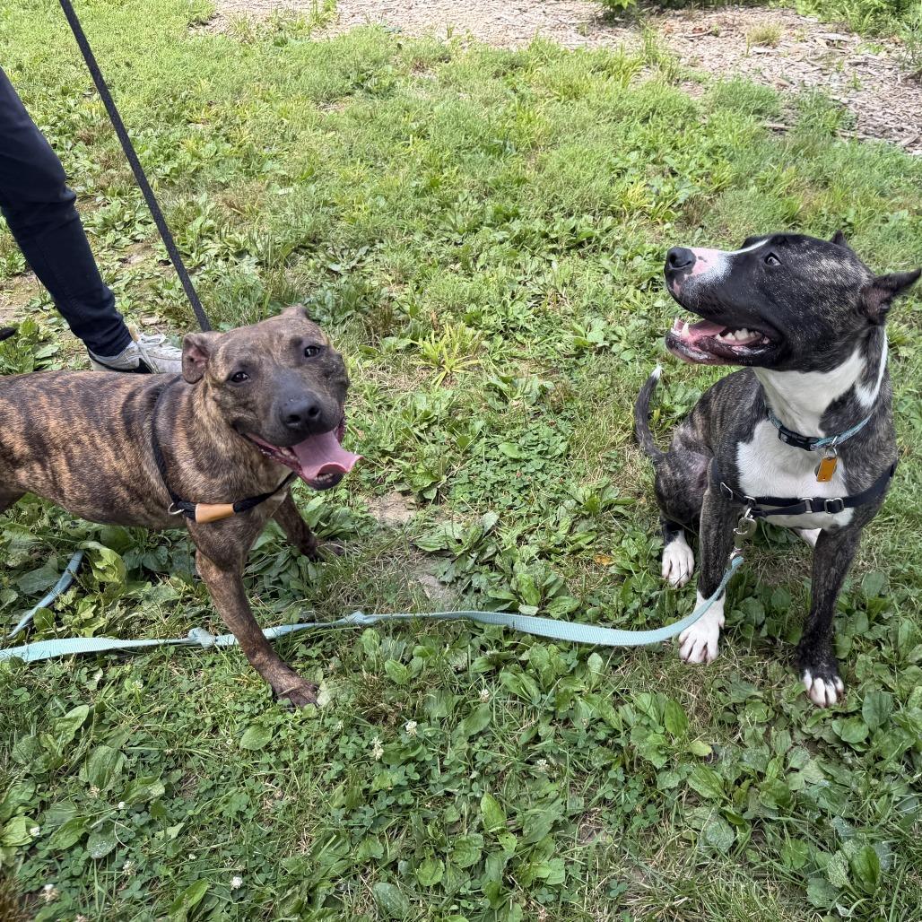 "DUMPLING", a Adoptable Pit Bull Terrier in Perkiomenville, PA image 1/6
