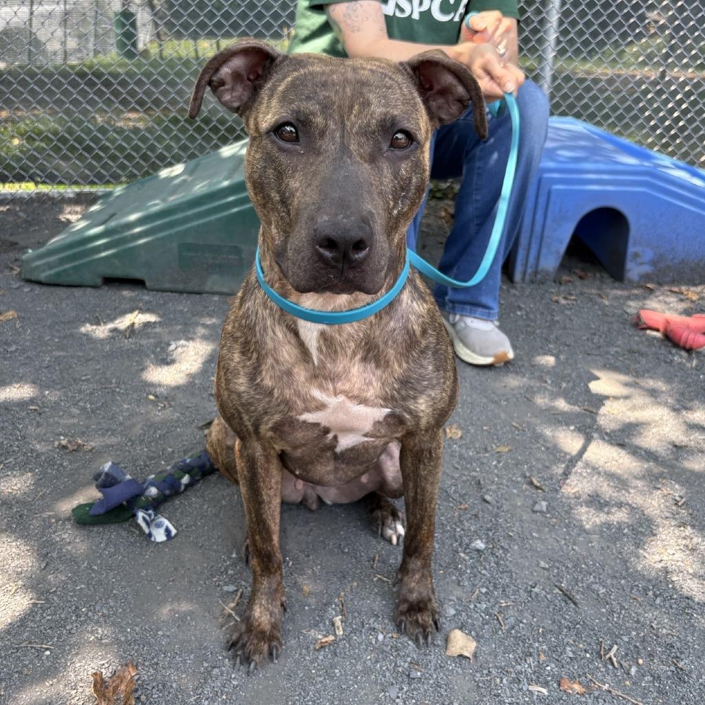 "DUMPLING", a Adoptable Pit Bull Terrier in Perkiomenville, PA image 2/6