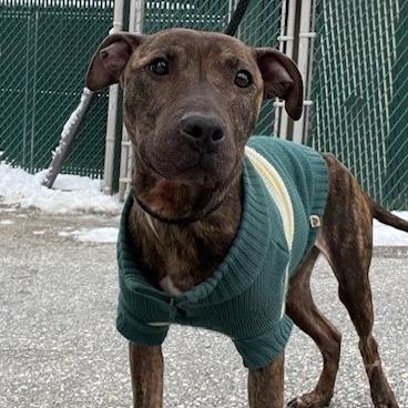"DUMPLING", a Adoptable Pit Bull Terrier in Perkiomenville, PA image 3/6