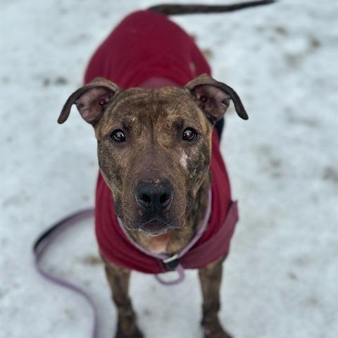 "DUMPLING", a Adoptable Pit Bull Terrier in Perkiomenville, PA image 4/6