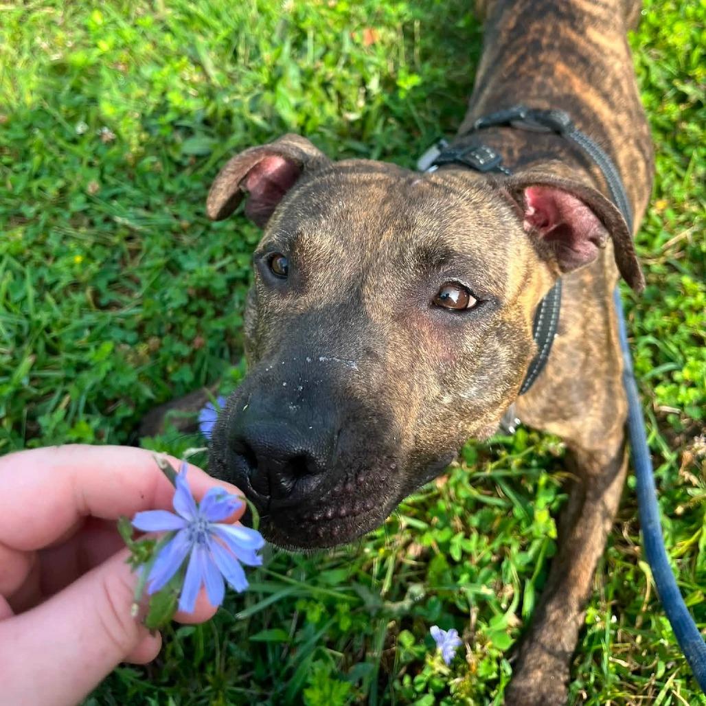 "DUMPLING", a Adoptable Pit Bull Terrier in Perkiomenville, PA image 5/6
