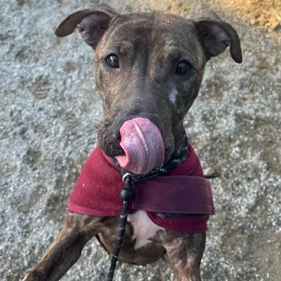 "DUMPLING", a Adoptable Pit Bull Terrier in Perkiomenville, PA image 6/6