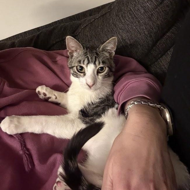 Enlarge Fun Gal and Fungi, an adopted Domestic Short Hair in brooklyn, NY image 4/6