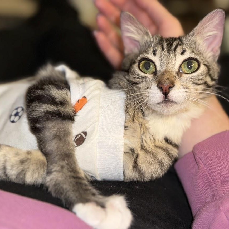 Enlarge Fun Gal and Fungi, an adopted Domestic Short Hair in brooklyn, NY image 5/6