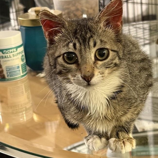 Enlarge Fun Gal and Fungi, an adopted Domestic Short Hair in brooklyn, NY image 3/6