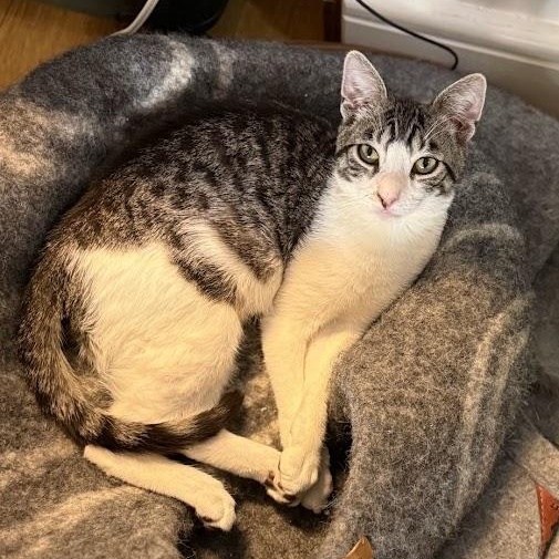 Enlarge Fun Gal and Fungi, an adopted Domestic Short Hair in brooklyn, NY image 2/6