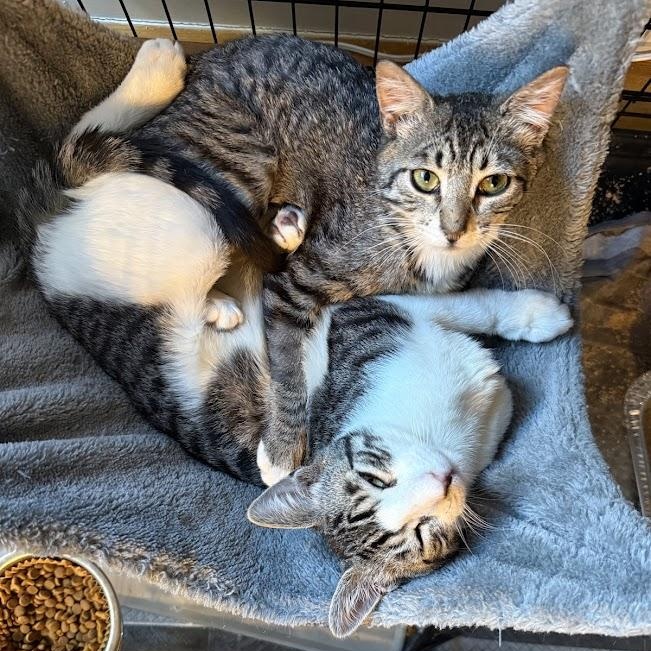 Fun Gal and Fungi, adopted, Kitten Male Domestic Short Hair.
