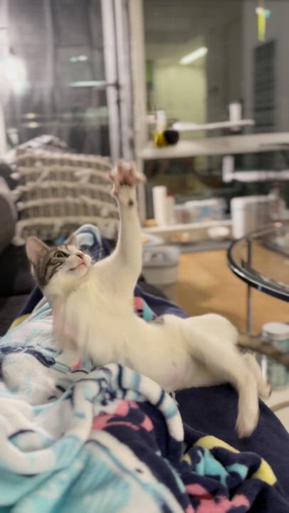 Enlarge Fun Gal and Fungi, an adopted Domestic Short Hair in brooklyn, NY video 6/6