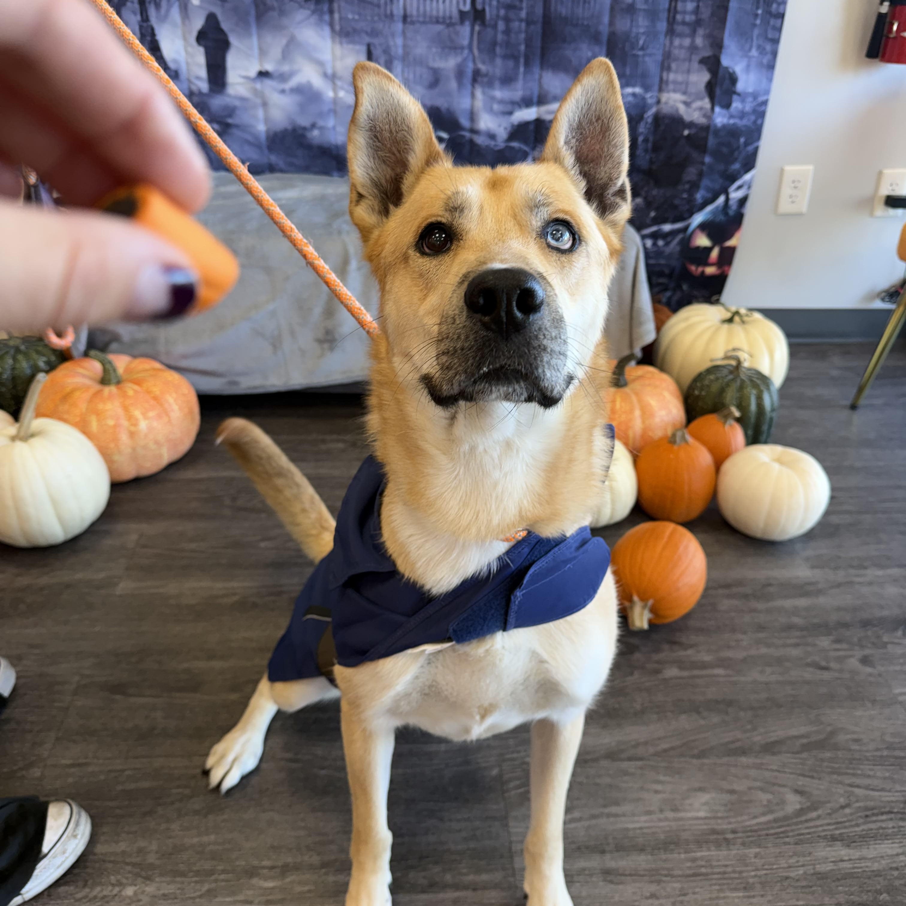 Enlarge Woody, a Adoptable mixed breed in Roseville, CA image 2/5