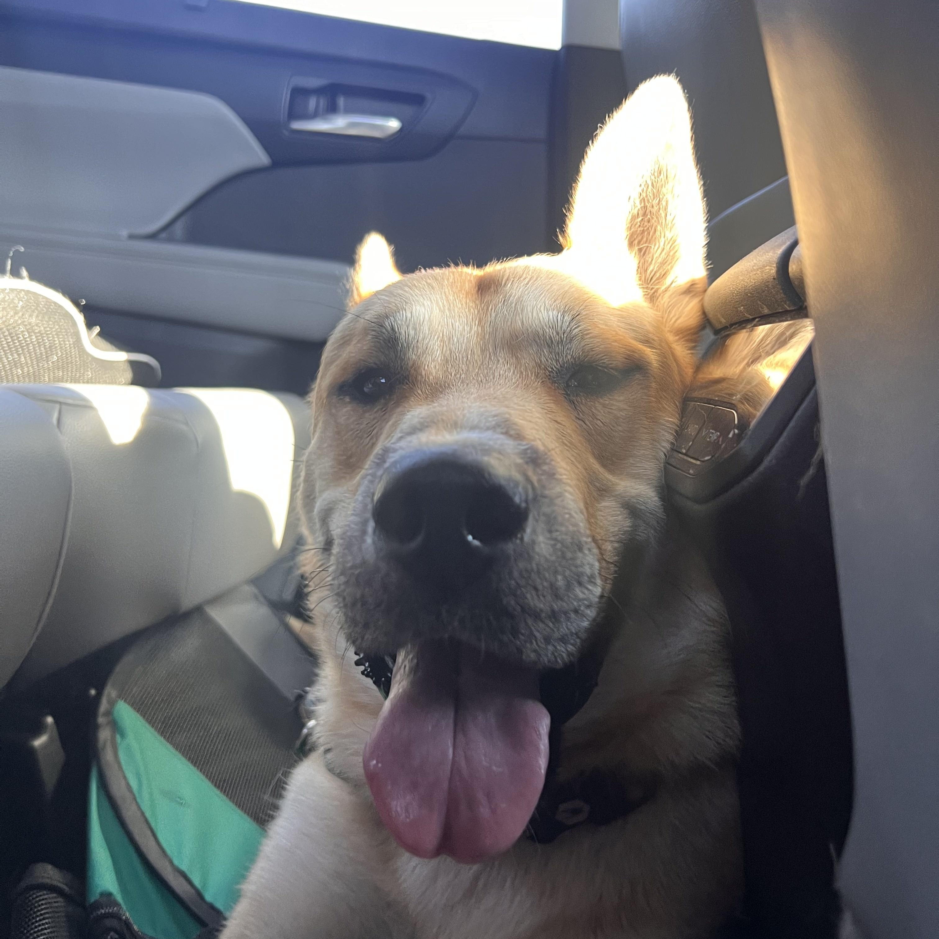 Enlarge Woody, a Adoptable mixed breed in Roseville, CA image 3/5