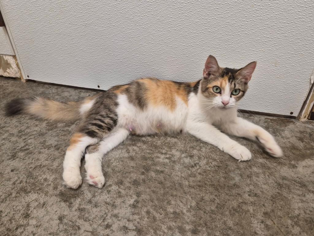 Matcha, Adoptable, Young Female Domestic Short Hair.