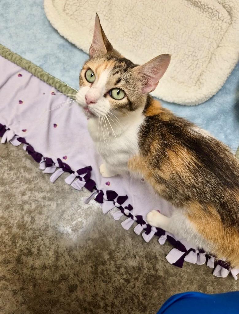 Enlarge Matcha, a Adoptable mixed breed in Clinton, SC image 2/3
