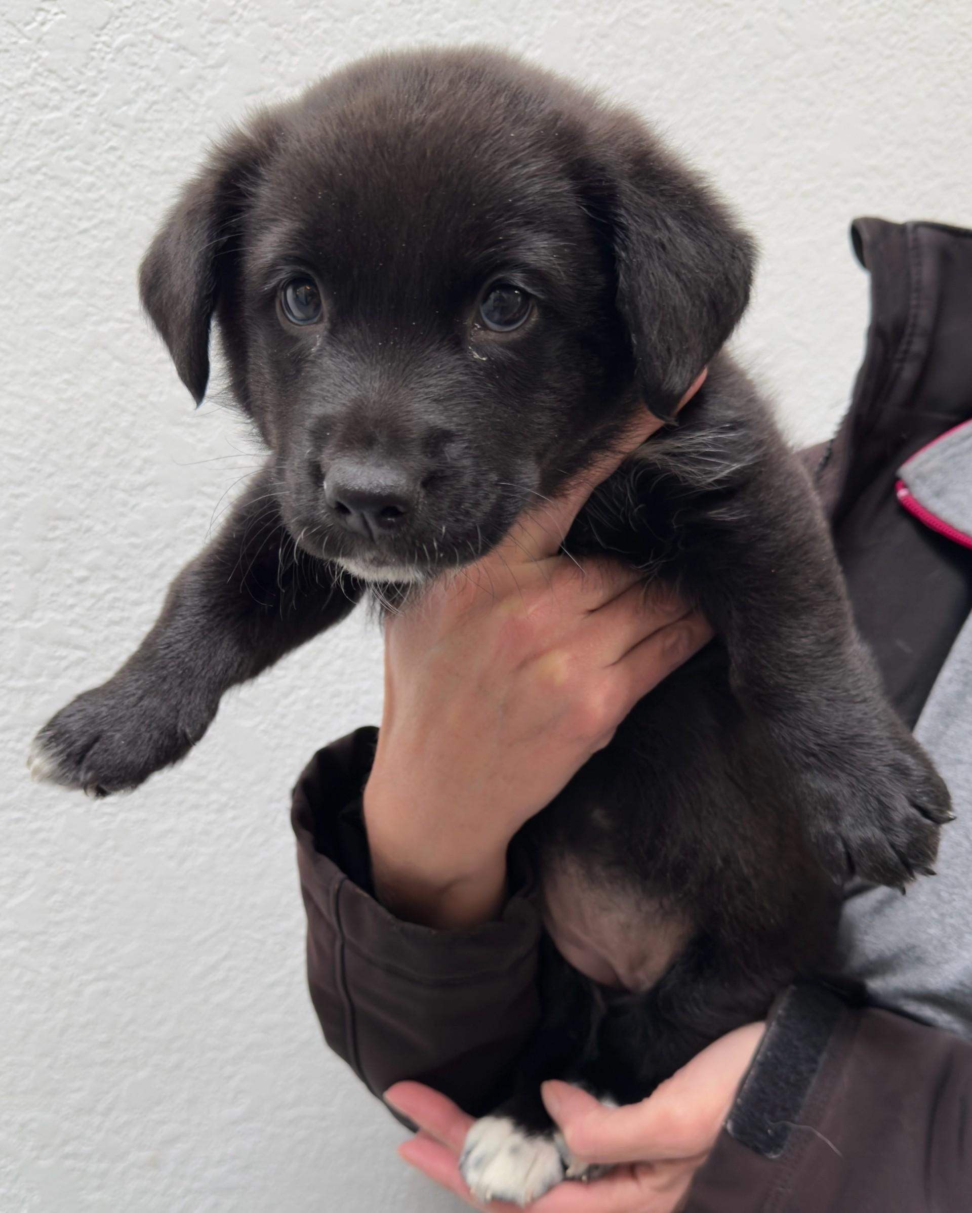 60006746, ADOPTABLE, Puppy Female Border Collie.