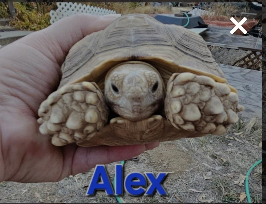 Alex, Adoptable, Young Male Sulcata.